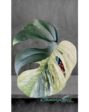 Monstera Deliciosa Mint Variegata Plant 1 Leaf