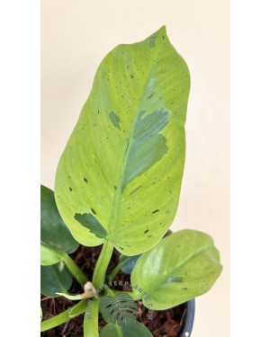 Philodendron Ruaysap Marble Variegated