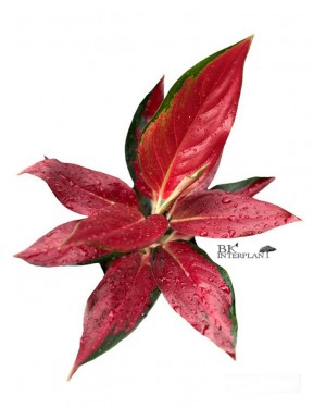 Aglaonema Sasomsap Red Full 