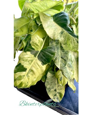 10 Plants Philodendron Burle Marx Mint Variegated 