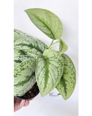 Scindapsus Silver Lady