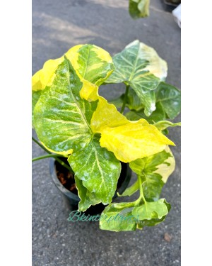 Syngonium Golden Allusion Variegated