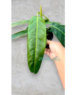 Philodendron Patriciae