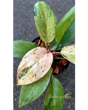Philodendron Drafted Red Congo Mint Marble