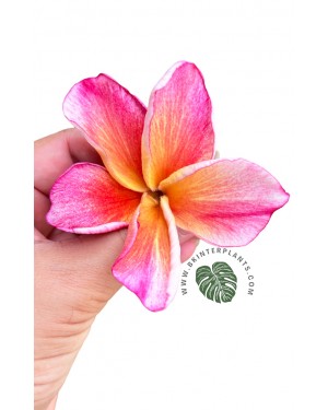 Plumeria Apple