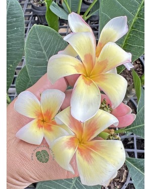Plumeria Morning Star