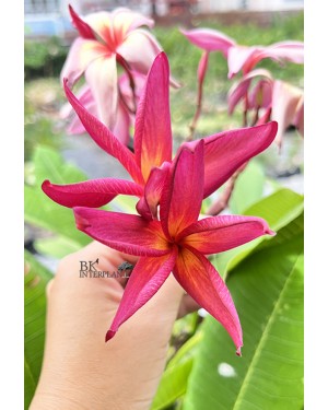 Plumeria Suangsuda
