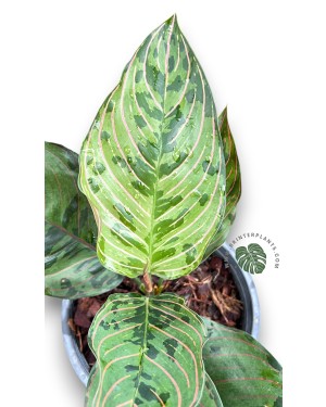 Aglaonema Red Army