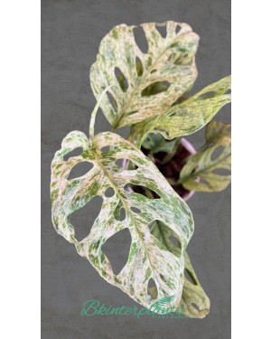Monstera Adansonii Spp. Lalianata motled Variegated
