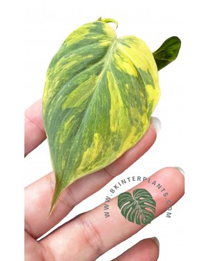 Philodendron Mican Variegated
