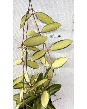 Hoya Acuta Inner Variegated