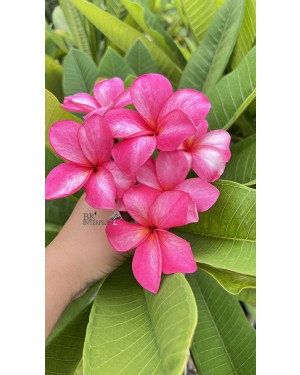 Plumeria Oppa