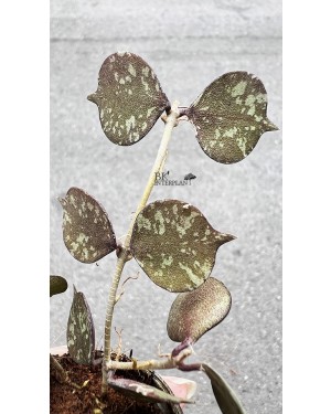 Hoya Curtisii Splash Variegated