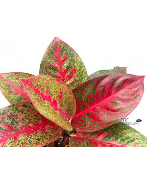 Aglaonema SapMonkol