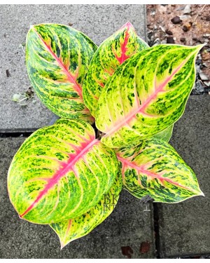Aglaonema Ruay Lap 