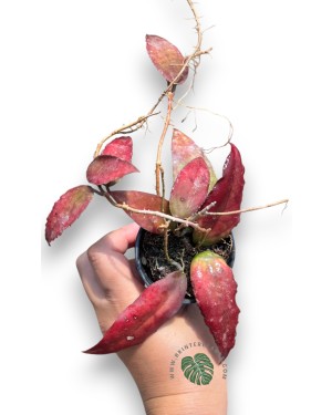 Hoya Caudata Sumatra Size S