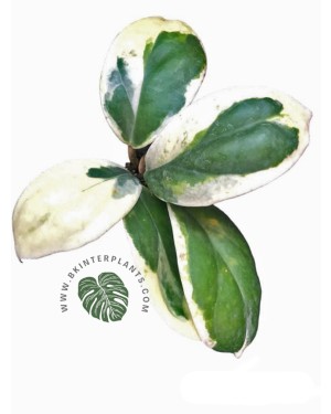 10 Plants Hoya Incrassata Albo Marginata