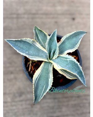 Agave gypsophila Ivory Curls