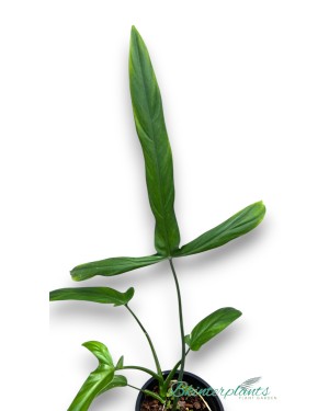 Philodendron Holtonianum 