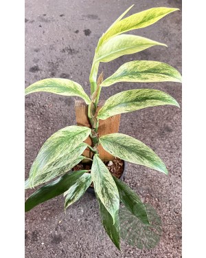 Rhaphidophora Elliptica Variegated 