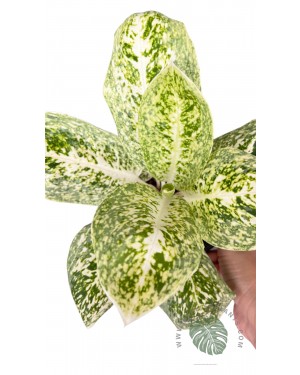 Aglaonema Milky Way