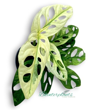 Monstera adansonii giant mint variegated Size L