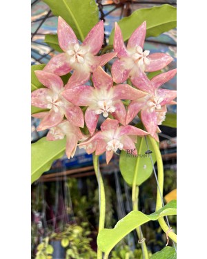 Hoya Imperialis Palawan