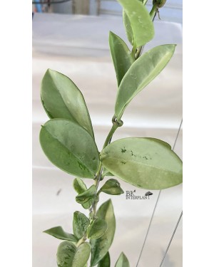 Hoya AH 074 Silver Leaf