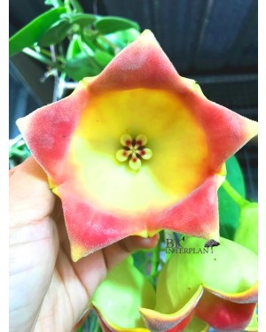 Hoya Lauterbachii Big Flower