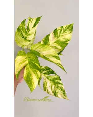 Epipremnum Golden Flame Variegated Size L