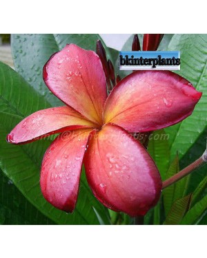 Plumeria " Copper "