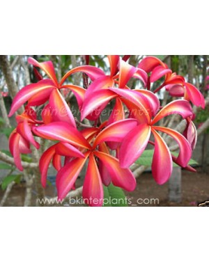 Plumeria " Diamond Rainbow "