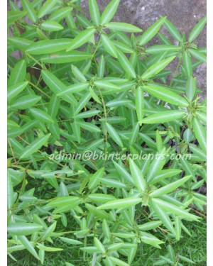 100 Seeds " Dancing Tree "