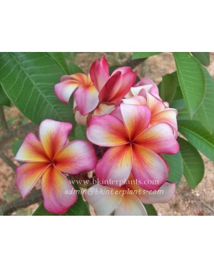 Plumeria " Daimond Star "