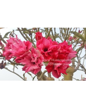 Adenium " Double Fire Sweet Pink " 