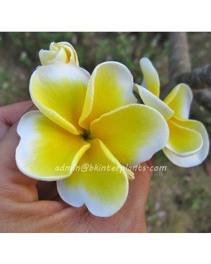 Plumeria " Double Yellow "