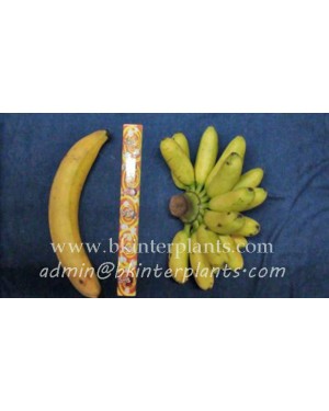 Musa Banana " Kluai Chang "