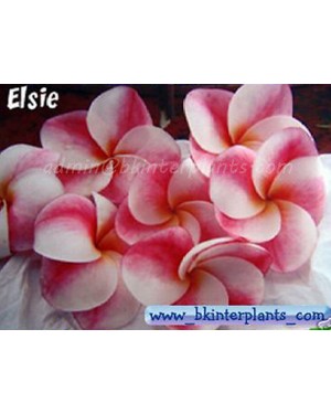 Plumeria " Ellie "