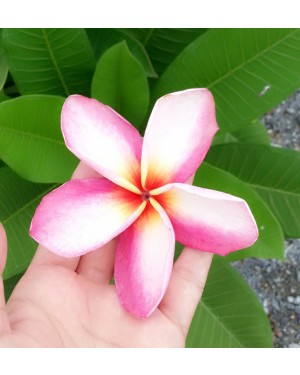 Plumeria " Epsonica "
