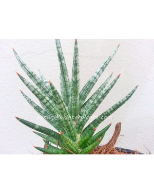 Sansevieria " Francisii "