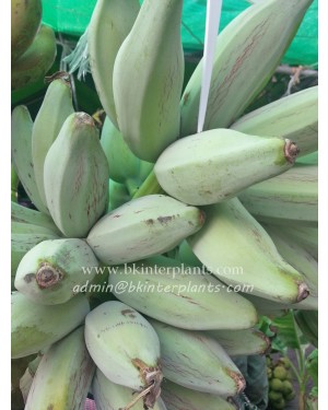 Musa Banana " Hak Muk Nuan "