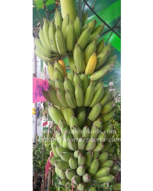 Musa Banana " KLUAI Nam Wa Maliong "