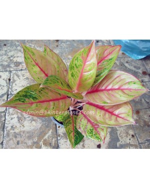 AGLAONEMA " Golden Pho "