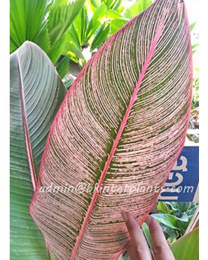 Heliconia " RAINBOW LEAVE VARIEGATED " 