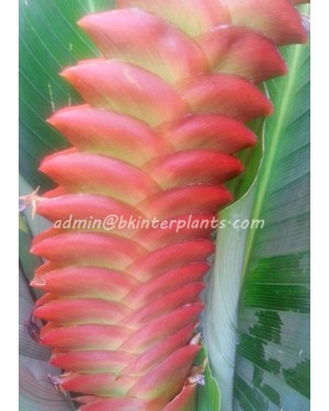 Heliconia "  Red HUNDRED LEAF " 