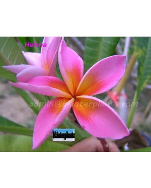 Plumeria " Helena "