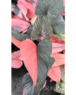 1A-Homalomena Rubescens Pink Diamond Variegated