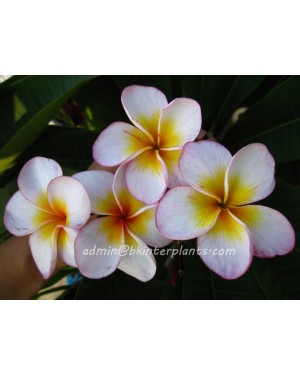 Plumeria "Honey Star"