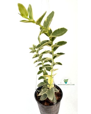 Decorative Display of Hoya cumingiana Variegated