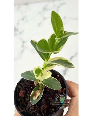 Trailing Vines of Hoya cumingiana Albomarginata